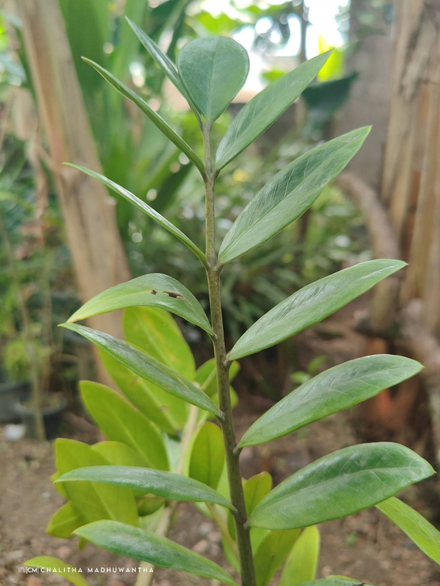 Zamioculcas zamiifolia (G.Lodd.) Engl.
